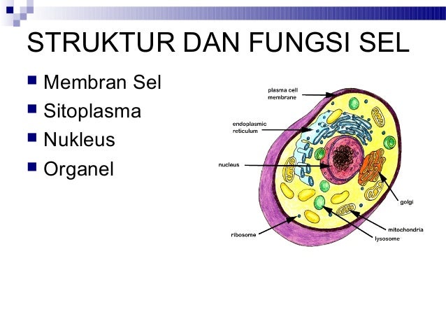 Kuliah 3 struktur dan  fungsi  sel 