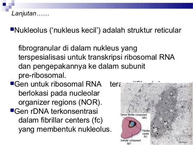 Unduh 98 Koleksi Gambar Fungsi Nukleus Terbaik 