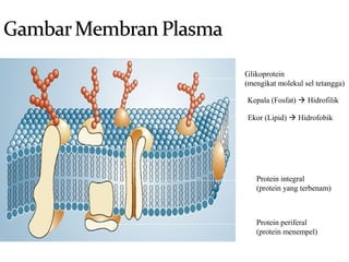 Kepala (Fosfat)  Hidrofilik
Ekor (Lipid)  Hidrofobik
Glikoprotein
(mengikat molekul sel tetangga)
Protein integral
(protein yang terbenam)
Protein periferal
(protein menempel)
 
