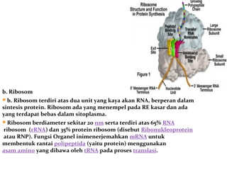 b. Ribosom
b. Ribosom terdiri atas dua unit yang kaya akan RNA, berperan dalam
sintesis protein. Ribosom ada yang menempel pada RE kasar dan ada
yang terdapat bebas dalam sitoplasma.
Ribosom berdiameter sekitar 20 nm serta terdiri atas 65% RNA
ribosom (rRNA) dan 35% protein ribosom (disebut Ribonukleoprotein
atau RNP). Fungsi Organel inimenerjemahkan mRNA untuk
membentuk rantai polipeptida (yaitu protein) menggunakan
asam amino yang dibawa oleh tRNA pada proses translasi.
 