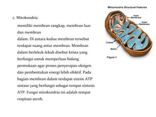 c. Mitokondria
memiliki membran rangkap, membran luar
dan membran
dalam. Di antara kedua membran tersebut
terdapat ruang antar membran. Membran
dalam berlekuk-lekuk disebut krista yang
berfungsi untuk memperluas bidang
permukaan agar proses penyerapan oksigen
dan pembentukan energi lebih efektif. Pada
bagian membran dalam terdapat enzim ATP
sintase yang berfungsi sebagai tempat sintesis
ATP. Fungsi mitokondria ini adalah tempat
respirasi aerob.
 