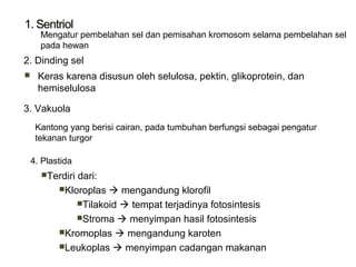 Mengatur pembelahan sel dan pemisahan kromosom selama pembelahan sel
pada hewan
2. Dinding sel
 Keras karena disusun oleh selulosa, pektin, glikoprotein, dan
hemiselulosa
3. Vakuola
Kantong yang berisi cairan, pada tumbuhan berfungsi sebagai pengatur
tekanan turgor
4. Plastida
Terdiri dari:
Kloroplas  mengandung klorofil
Tilakoid  tempat terjadinya fotosintesis
Stroma  menyimpan hasil fotosintesis
Kromoplas  mengandung karoten
Leukoplas  menyimpan cadangan makanan
 