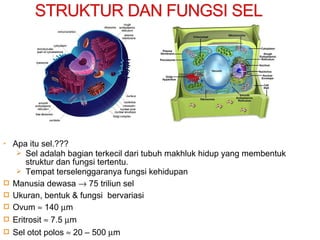 • Apa itu sel.???
 Sel adalah bagian terkecil dari tubuh makhluk hidup yang membentuk
struktur dan fungsi tertentu.
 Tempat terselenggaranya fungsi kehidupan
 Manusia dewasa → 75 triliun sel
 Ukuran, bentuk & fungsi bervariasi
 Ovum ≈ 140 µm
 Eritrosit ≈ 7.5 µm
 Sel otot polos ≈ 20 – 500 µm
 