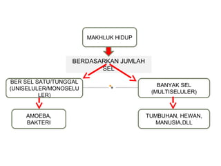 MAKHLUK HIDUP
BANYAK SEL
(MULTISELULER)
BER SEL SATU/TUNGGAL
(UNISELULER/MONOSELU
LER)
BERDASARKAN JUMLAH
SEL
AMOEBA,
BAKTERI
TUMBUHAN, HEWAN,
MANUSIA,DLL
 