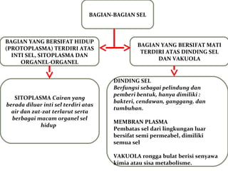 BAGIAN-BAGIAN SEL
BAGIAN YANG BERSIFAT HIDUP
(PROTOPLASMA) TERDIRI ATAS
INTI SEL, SITOPLASMA DAN
ORGANEL-ORGANEL
BAGIAN YANG BERSIFAT MATI
TERDIRI ATAS DINDING SEL
DAN VAKUOLA
SITOPLASMA Cairan yang
berada diluar inti sel terdiri atas
air dan zat-zat terlarut serta
berbagai macam organel sel
hidup
DINDING SEL
Berfungsi sebagai pelindung dan
pemberi bentuk, hanya dimiliki :
bakteri, cendawan, ganggang, dan
tumbuhan.
MEMBRAN PLASMA
Pembatas sel dari lingkungan luar
bersifat semi permeabel, dimiliki
semua sel
VAKUOLA rongga bulat berisi senyawa
kimia atau sisa metabolisme.
 
