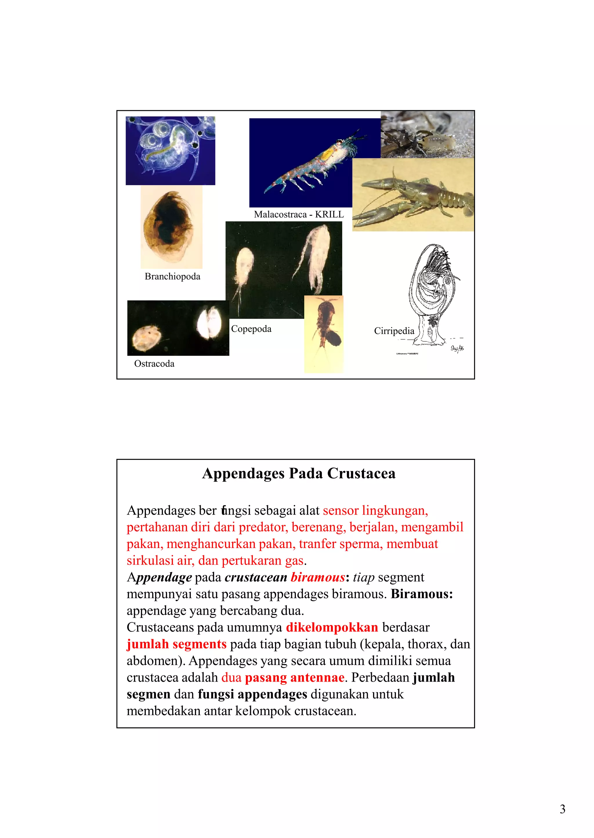 Kuliah 4 crustacea chepalocarina-ostracoda [compatibility mode] | PDF