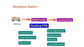 Ffb Ripe Bunch Kuliah 5 Teknologi Pengolahan Sawit (Oil Palm Technology).pdf