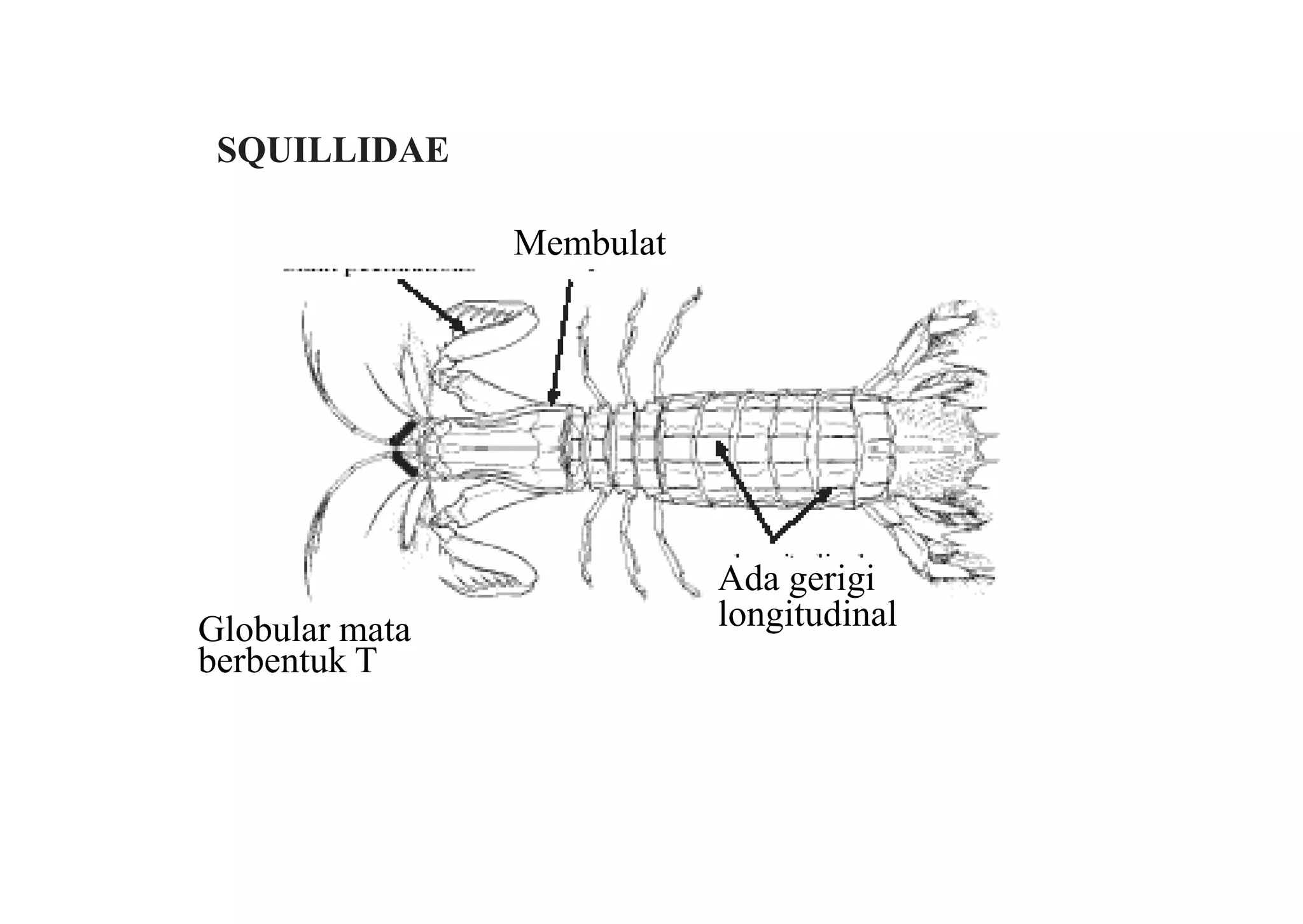 Kuliah 5 crustacea-stomatopoda [compatibility mode] | PDF