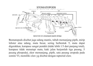 STOMATOPODS
Stomatopods disebut juga udang mantis, tubuh memanjang pipih, mirip
lobster atau udang, mata besar, sering berbentuk T, mata dapat
digerakkan, karapase sangat pendek (tidak lebih 1/3 dari panjang total),
karapase tidak menutupi mata, kaki jalan berjumlah tiga pasang, 5
pasang pleopoda), ekor memanjang, pipih, satu pasang uropoda pada
somite VI, memiliki claw yg disebut dengan raptorial claw.
 