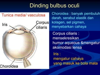 Dinding bulbus oculi
Iris :
mengatur cahaya
yang masuk ke bola mata
Choroidea : banyak pembuluh
darah, serabut elastik dan
kolagen, sel pigmen,
menyebarkan cahaya
Corpus ciliaris :
mensekresikan
humor aqueous &mengatur
akomodasi lensa
 