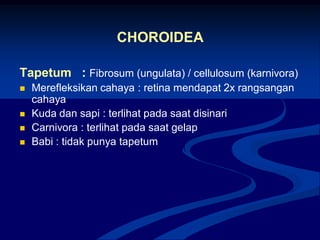 CHOROIDEA
Tapetum : Fibrosum (ungulata) / cellulosum (karnivora)
 Merefleksikan cahaya : retina mendapat 2x rangsangan
cahaya
 Kuda dan sapi : terlihat pada saat disinari
 Carnivora : terlihat pada saat gelap
 Babi : tidak punya tapetum
 