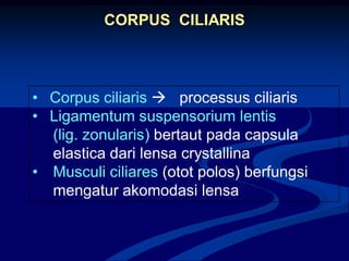 CORPUS CILIARIS
• Corpus ciliaris  processus ciliaris
• Ligamentum suspensorium lentis
(lig. zonularis) bertaut pada capsula
elastica dari lensa crystallina
• Musculi ciliares (otot polos) berfungsi
mengatur akomodasi lensa
 