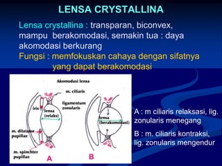 LENSA CRYSTALLINA
Lensa crystallina : transparan, biconvex,
mampu berakomodasi, semakin tua : daya
akomodasi berkurang
Fungsi : memfokuskan cahaya dengan sifatnya
yang dapat berakomodasi
A B
A : m ciliaris relaksasi, lig.
zonularis menegang
B : m. ciliaris kontraksi,
lig. zonularis mengendur
 