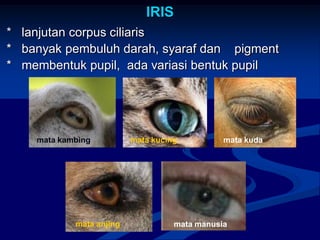 IRIS
* lanjutan corpus ciliaris
* banyak pembuluh darah, syaraf dan pigment
* membentuk pupil, ada variasi bentuk pupil
mata anjing
mata kambing mata kucing mata kuda
mata manusia
 