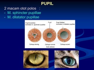 2 macam otot polos :
- M. sphincter pupillae
- M. dilatator pupillae
PUPIL
 