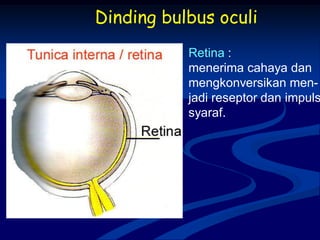 Dinding bulbus oculi
Retina :
menerima cahaya dan
mengkonversikan men-
jadi reseptor dan impuls
syaraf.
 