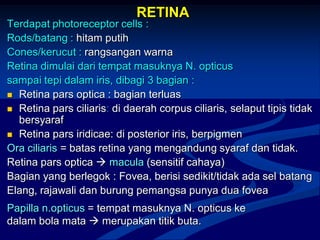 RETINA
Terdapat photoreceptor cells :
Rods/batang : hitam putih
Cones/kerucut : rangsangan warna
Retina dimulai dari tempat masuknya N. opticus
sampai tepi dalam iris, dibagi 3 bagian :
 Retina pars optica : bagian terluas
 Retina pars ciliaris: di daerah corpus ciliaris, selaput tipis tidak
bersyaraf
 Retina pars iridicae: di posterior iris, berpigmen
Ora ciliaris = batas retina yang mengandung syaraf dan tidak.
Retina pars optica  macula (sensitif cahaya)
Bagian yang berlegok : Fovea, berisi sedikit/tidak ada sel batang
Elang, rajawali dan burung pemangsa punya dua fovea
Papilla n.opticus = tempat masuknya N. opticus ke
dalam bola mata  merupakan titik buta.
 