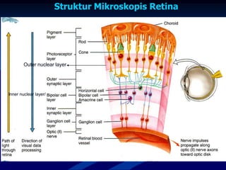 Struktur Mikroskopis Retina
Outer nuclear layer
Inner nuclear layer/
 