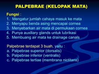 PALPEBRAE (KELOPAK MATA)
Fungsi :
1. Mengatur jumlah cahaya masuk ke mata
2. Menyapu benda asing mencapai cornea
3. Menyebarkan air mata di permukaan cornea
4. Punya auxiliary glands untuk lubrikasi
5. Membuang air mata ke drainage canals
Palpebrae terdapat 3 buah, yaitu :
a. Palpebrae superior (dorsalis)
b. Palpebrae inferior (ventralis)
c. Palpebrae tertiae (membrana nictitans)
 