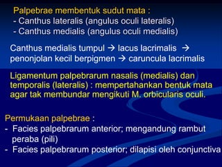 Palpebrae membentuk sudut mata :
- Canthus lateralis (angulus oculi lateralis)
- Canthus medialis (angulus oculi medialis)
Canthus medialis tumpul  lacus lacrimalis 
penonjolan kecil berpigmen  caruncula lacrimalis
Permukaan palpebrae :
- Facies palpebrarum anterior; mengandung rambut
peraba (pili)
- Facies palpebrarum posterior; dilapisi oleh conjunctiva
Ligamentum palpebrarum nasalis (medialis) dan
temporalis (lateralis) : mempertahankan bentuk mata
agar tak membundar mengikuti M. orbicularis oculi.
 
