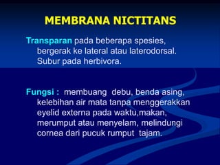 MEMBRANA NICTITANS
Transparan pada beberapa spesies,
bergerak ke lateral atau laterodorsal.
Subur pada herbivora.
Fungsi : membuang debu, benda asing,
kelebihan air mata tanpa menggerakkan
eyelid externa pada waktu,makan,
merumput atau menyelam, melindungi
cornea dari pucuk rumput tajam.
 