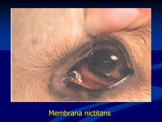 M
Membrana nictitans
 