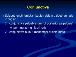 Conjunctiva
 Selaput lendir lanjutan bagian dalam palpebrae, ada
2 bagian :
1. conjunctiva palpebrarum (di posterior palpebrae)
 permuaraan gl. lacrimalis
2. conjunctiva bulbi : menempel di bola mata
 