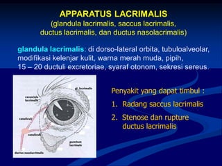 APPARATUS LACRIMALIS
(glandula lacrimalis, saccus lacrimalis,
ductus lacrimalis, dan ductus nasolacrimalis)
glandula lacrimalis: di dorso-lateral orbita, tubuloalveolar,
modifikasi kelenjar kulit, warna merah muda, pipih,
15 – 20 ductuli excretoriae, syaraf otonom, sekresi sereus.
Penyakit yang dapat timbul :
1. Radang saccus lacrimalis
2. Stenose dan rupture
ductus lacrimalis
 