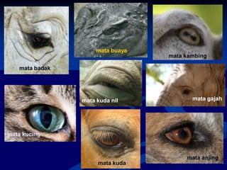 mata badak
mata kuda nil
mata kucing
mata kambing
mata buaya
mata kuda
mata gajah
mata anjing
 