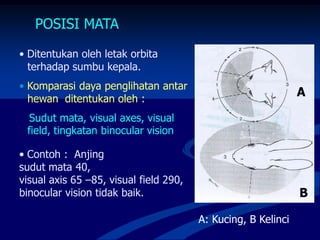 POSISI MATA
• Ditentukan oleh letak orbita
terhadap sumbu kepala.
• Komparasi daya penglihatan antar
hewan ditentukan oleh :
Sudut mata, visual axes, visual
field, tingkatan binocular vision
• Contoh : Anjing
sudut mata 40,
visual axis 65 –85, visual field 290,
binocular vision tidak baik.
A
B
A: Kucing, B Kelinci
 
