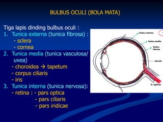 Tiga lapis dinding bulbus oculi :
1. Tunica externa (tunica fibrosa) :
- sclera
- cornea
2. Tunica media (tunica vasculosa/
uvea)
- choroidea  tapetum
- corpus ciliaris
- iris
3. Tunica interna (tunica nervosa):
- retina : - pars optica
- pars ciliaris
- pars iridicae
BULBUS OCULI (BOLA MATA)
 