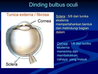 Dinding bulbus oculi
Cornea : 1/6 dari tunika
eksterna
menerima dan
membelokkan
cahaya yang masuk
Sclera : 5/6 dari tunika
eksterna
mempertahankan bentuk
dan melindungi bagian
dalam
 