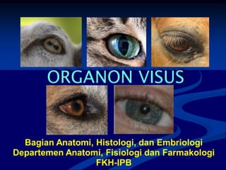 ORGANON VISUS
Bagian Anatomi, Histologi, dan Embriologi
Departemen Anatomi, Fisiologi dan Farmakologi
FKH-IPB
 