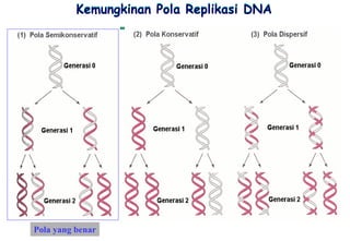 Kemungkinan Pola Replikasi DNA




Pola yang benar
 