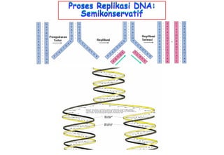 Proses Replikasi DNA:
   Semikonservatif
 