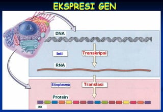 EKSPRESI GEN




  BIO 101/VII/Bahan Genetik   13
 