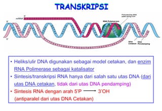 TRANSKRIPSI




• Heliks/ulir DNA digunakan sebagai model cetakan, dan enzim
  RNA Polimerase sebagai katalisator
• Sintesis/transkripsi RNA hanya dari salah satu utas DNA (dari
  utas DNA cetakan, tidak dari utas DNA pendamping)
• Sintesis RNA dengan arah 5’P          3’OH
  (antiparalel dari utas DNA Cetakan)
 