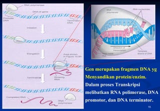Gen merupakan fragmen DNA yg
                Menyandikan protein/enzim.
                Dalam proses Transkripsi
                melibatkan RNA polimerase, DNA
                promotor, dan DNA terminator.
BIO 101/VII/Bahan Genetik                    15
 