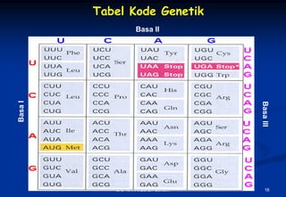 Tabel Kode Genetik
                     Basa II
Basa I




                                        Basa III
            BIO 101/VII/Bahan Genetik      16
 