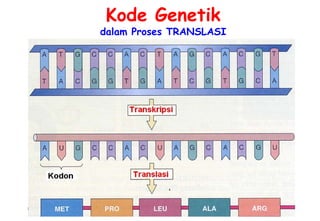 Kode Genetik
dalam Proses TRANSLASI
 