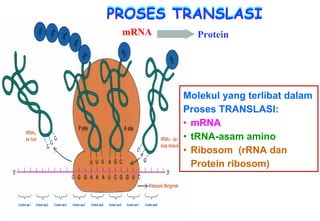 PROSES TRANSLASI
 mRNA     Protein




        Molekul yang terlibat dalam
        Proses TRANSLASI:
        • mRNA
        • tRNA-asam amino
        • Ribosom (rRNA dan
          Protein ribosom)
 