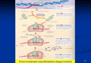 Proses transkripsiBIO 101/VII/Bahan Genetik dengan translasi
                   yang dilanjutkan                            19
 