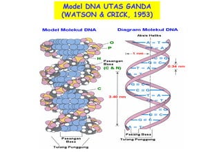 Model DNA UTAS GANDA
(WATSON & CRICK, 1953)
 