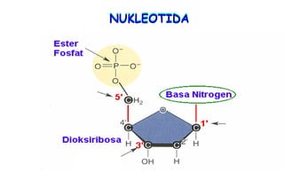 NUKLEOTIDA
 