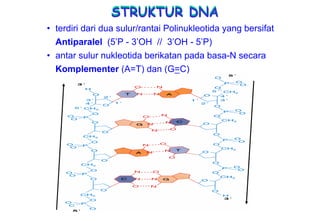 STRUKTUR DNA
• terdiri dari dua sulur/rantai Polinukleotida yang bersifat
  Antiparalel (5’P - 3’OH // 3’OH - 5’P)
• antar sulur nukleotida berikatan pada basa-N secara
  Komplementer (A=T) dan (G=C)
 