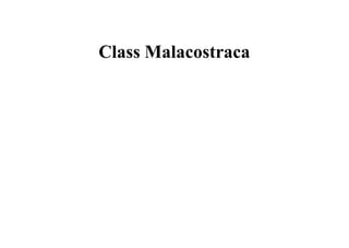 Class Malacostraca
 