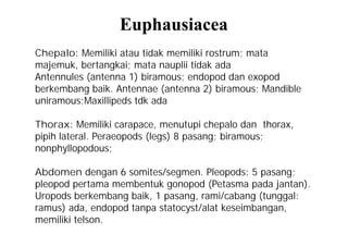 Kuliah 6 crustacea malacostraca [compatibility mode] | PDF