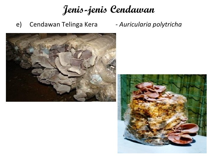 Pengeluaran Cendawan