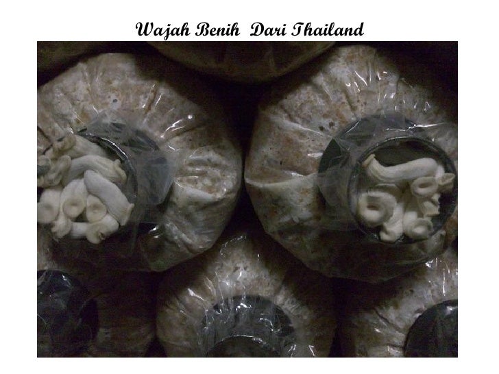 Pengeluaran Cendawan