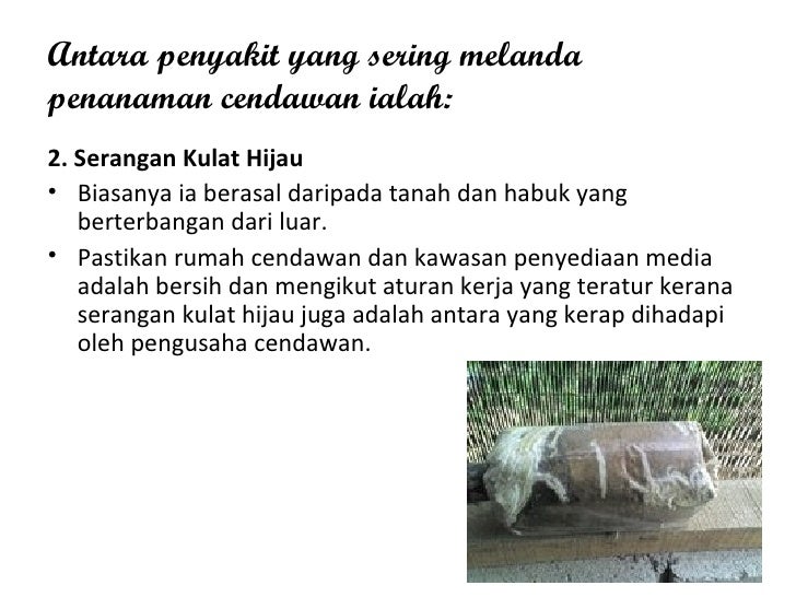 Pengeluaran Cendawan